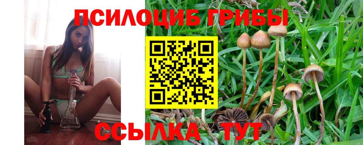 Галлюциногенные грибы Psilocybe Киров